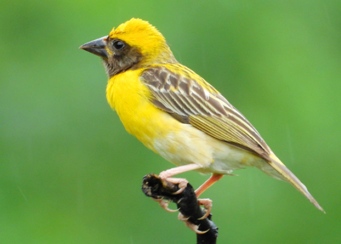 Baya weaver Ploceus philippinus Male  Photograph by Shantanu Kuveskar